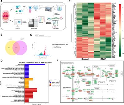 The mechanism of low molecular weight fucoidan-incorporated nanofiber scaffolds inhibiting oral leukoplakia via SR-A/Wnt signal axis